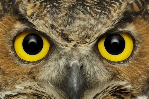 Owl Eyes Bodog